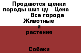 Продаются щенки породы шит-цу › Цена ­ 25 000 - Все города Животные и растения » Собаки   . Адыгея респ.